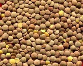 鏡頭下的溫暖 一鍋豆科與谷類共舞的燉品